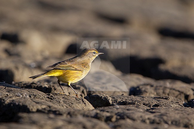 Palm Warbler (Setophaga palmarum) on ground during autumn migration at Cape May, New Jersey, USA stock-image by Agami/Helge Sorensen,