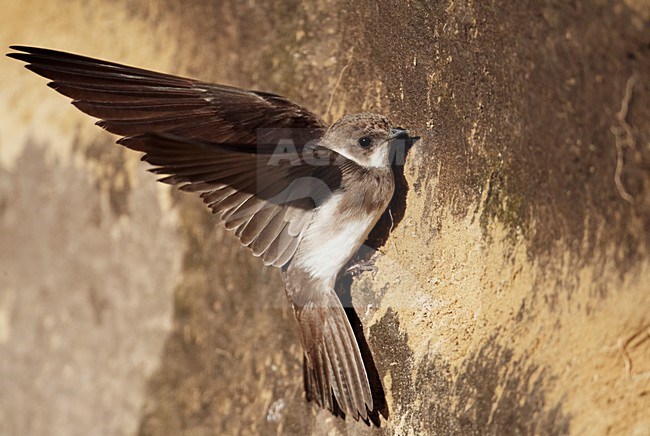 Oeverzwaluw tegen nestwand; Sand Martin at nest site stock-image by Agami/Markus Varesvuo,