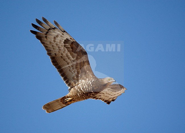 Volwassen Wespendief in de vlucht; Adult European Honey Buzzard in flight stock-image by Agami/Markus Varesvuo,