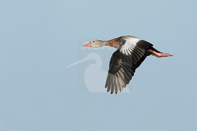 Adult Black-bellied Whistling-Duck (dendrocygna autumnalis) in flight against blue sky as background in Galveston County, Texas, United States. stock-image by Agami/Brian E Small,