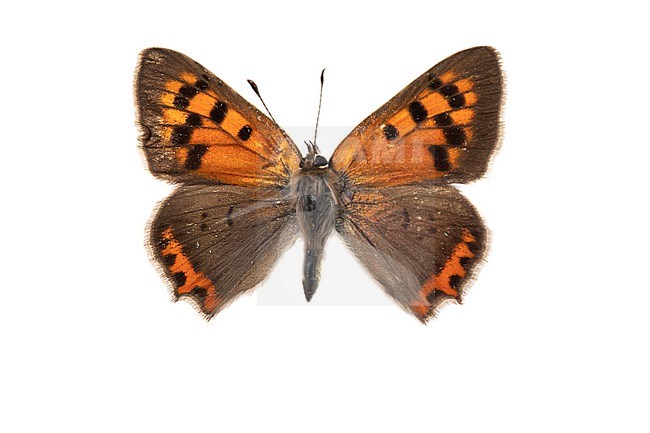 Small Copper, Kleine vuurvlinder, Lycaena phlaeas stock-image by Agami/Wil Leurs,