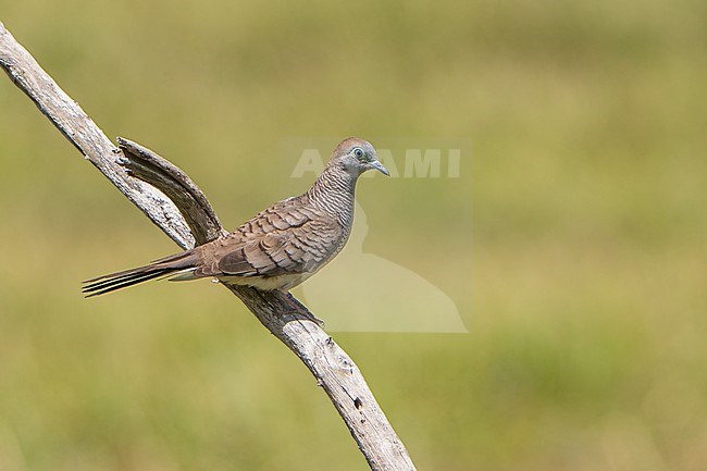 Adult
Kahuku, Oahu, HI
March 2022 stock-image by Agami/Brian E Small,