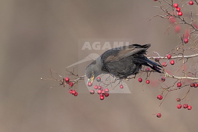 First-winter male Common Blackbird (Turdus merula) eating berries at Rudersdal, Denmark stock-image by Agami/Helge Sorensen,