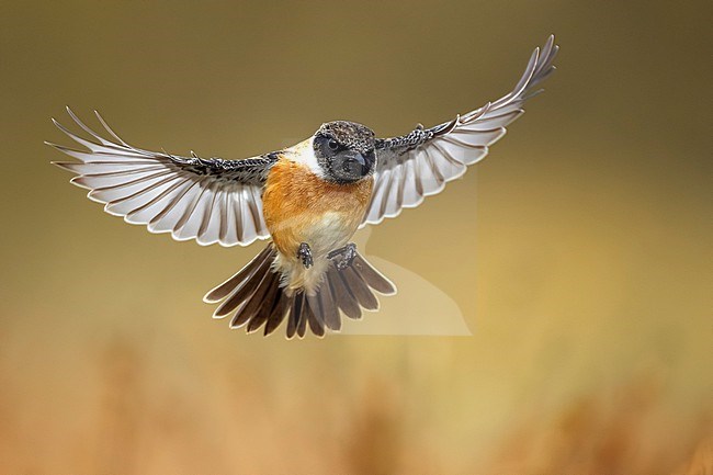 European Stonechat (Saxicola rubicola) in Italy. stock-image by Agami/Daniele Occhiato,