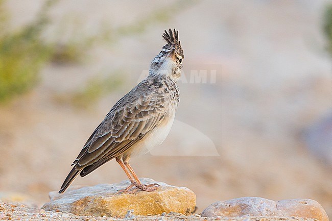 Crested Lark, Adult standing on the sand, Salalah, Dhofar, Oman stock-image by Agami/Saverio Gatto,