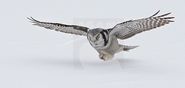 Sperweruil in de vlucht; Northern Hawk Owl in flight stock-image by Agami/Markus Varesvuo,