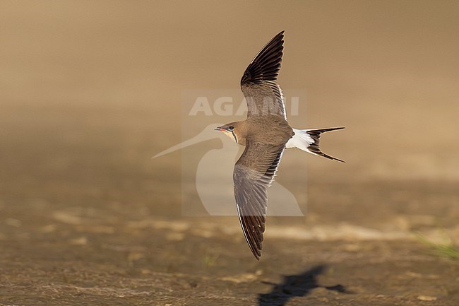 Collared Pratincole, Glareola pratincola, in Italy. stock-image by Agami/Daniele Occhiato,