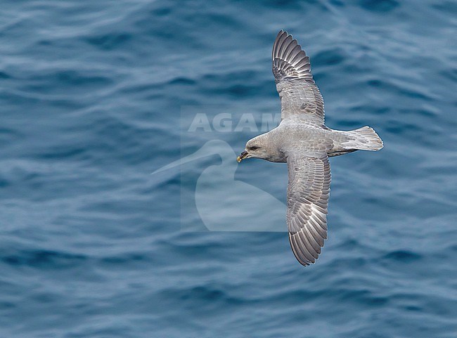 This bird was taken in the Hausgarden, Greenland Sea from the famous german ship - Polarstern. Powered by POLe & AWI. stock-image by Agami/Vincent Legrand,