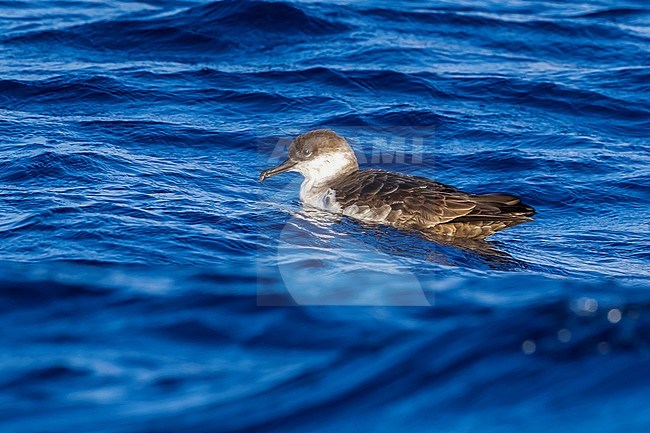 Flying Great Shearwater between Corvo & Flores, Azores. October 2011. stock-image by Agami/Vincent Legrand,