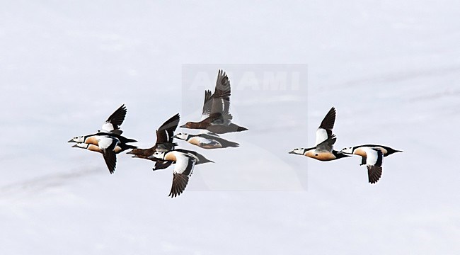 Stellers Eider; Steller's Eider; Polysticta stelleri stock-image by Agami/Hugh Harrop,