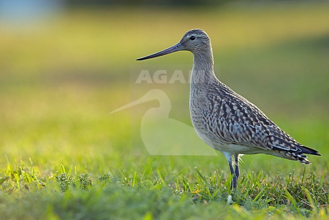 Juveniele Rosse Grutto in grasland; Juvenile Bar-tailed Godwit on the shore in fa ield stock-image by Agami/Markus Varesvuo,
