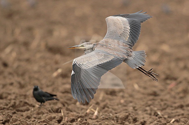 Grey Heron (Ardea cinerea), first calendar year flying, seen from the side, showing upperwings. stock-image by Agami/Fred Visscher,