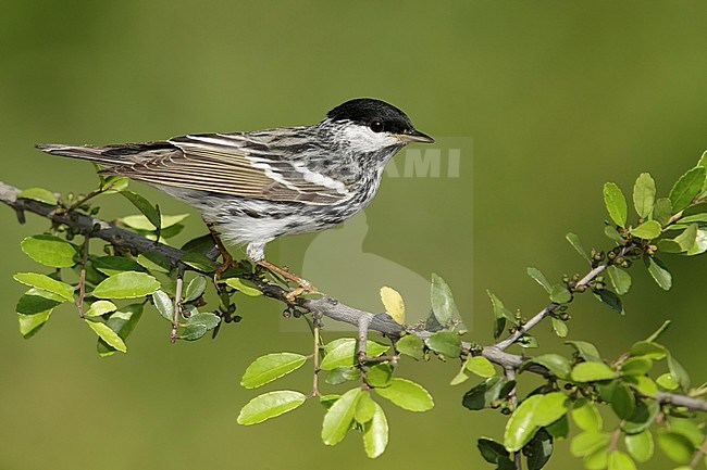 Adult male breeding
Galveston Co., TX
April 2014 stock-image by Agami/Brian E Small,