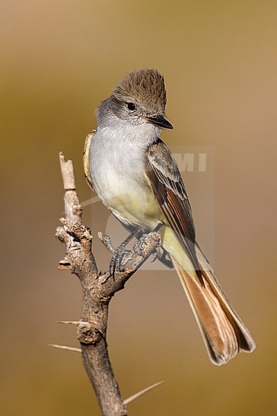 Adult
Culberson Co., TX
April 2013 stock-image by Agami/Brian E Small,