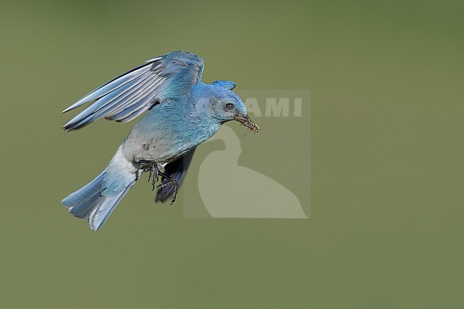 Adult male
Logan Lake, British Columbia
June 2015 stock-image by Agami/Brian E Small,