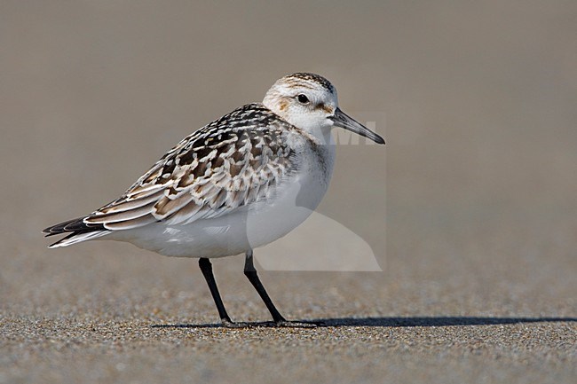 Juvenile Drieteenstrandloper op het strand; Juvenile Sanderling on the beach stock-image by Agami/Daniele Occhiato,