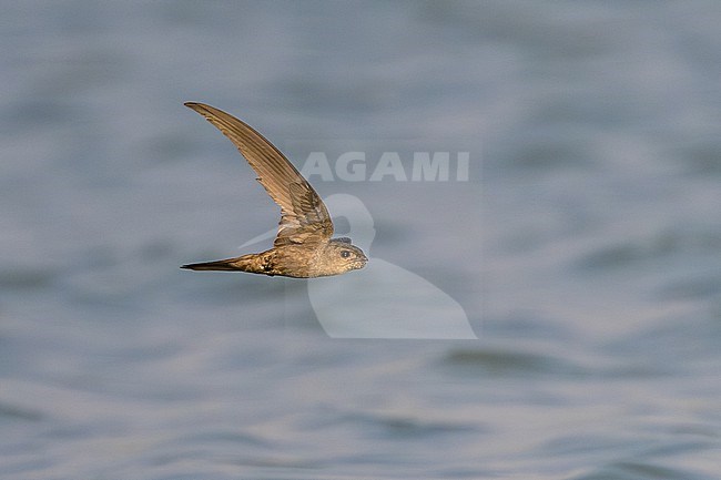 Asian Palm Swift (Cypsiurus balasiensis) in Thailand. stock-image by Agami/Sylvain Reyt,