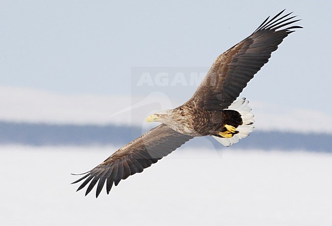 Volwassen Zeearend in de vlucht; Adult White-tailed Eagle in flight stock-image by Agami/Markus Varesvuo,