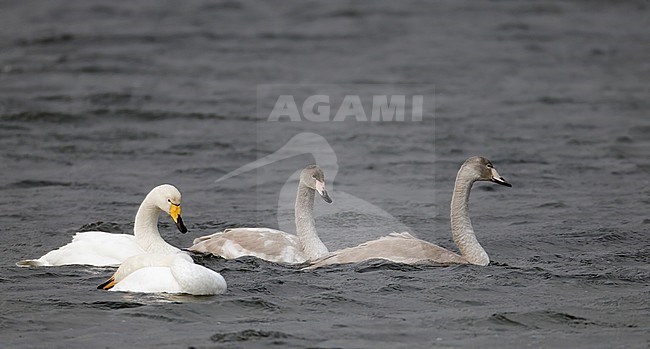 Adults and juveniles Whooper Swan (Cygnus cugnus) swimming at Utö, Finland. stock-image by Agami/Markus Varesvuo,