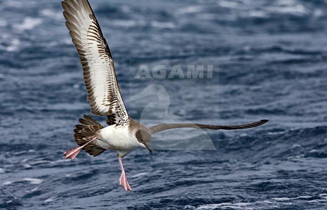 Grote Pijlstormvogel op volle zee; Great Shearwater out at sea stock-image by Agami/Marc Guyt,