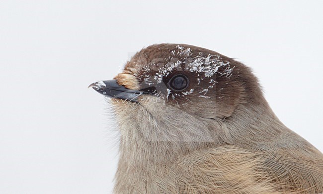 Close-up van een Taigagaai, Closeup of a Siberian Jay stock-image by Agami/Markus Varesvuo,