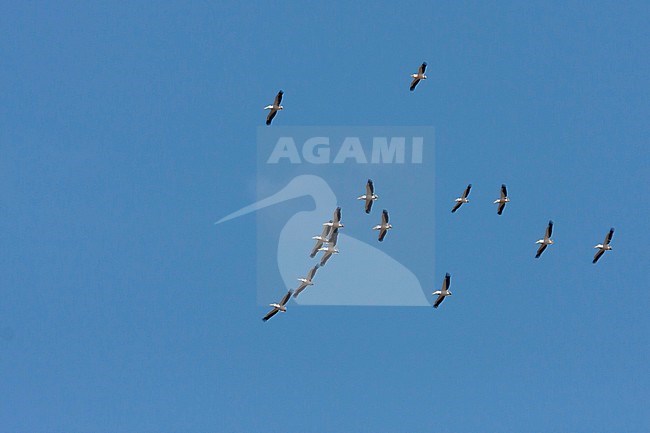 Great White Pelican - Rosapelikan - Pelecanus onocrotalus, Turkey, migrating group stock-image by Agami/Ralph Martin,