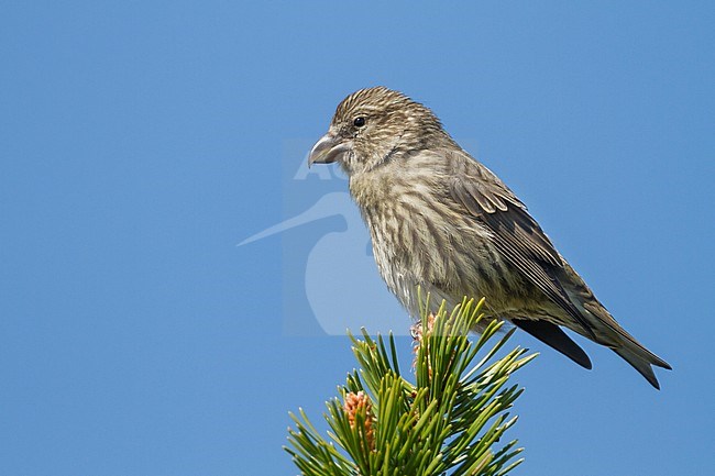 Common Crossbill - Fichtenkreuzschnabel - Loxia curvirostra ssp. curvirostra, Germany, juvenile, Type B 'Bohemian Crossbill' stock-image by Agami/Ralph Martin,