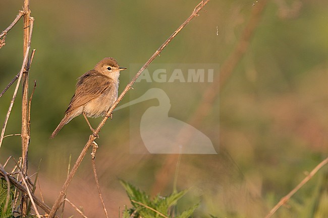 Booted Warbler - Buschspötter - Iduna caligata, Russia (Ural) stock-image by Agami/Ralph Martin,