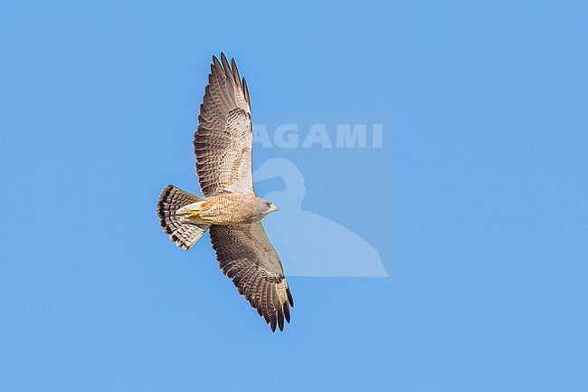 Adult (intermediate morph)
San Diego Co., CA
April 2023 stock-image by Agami/Brian E Small,