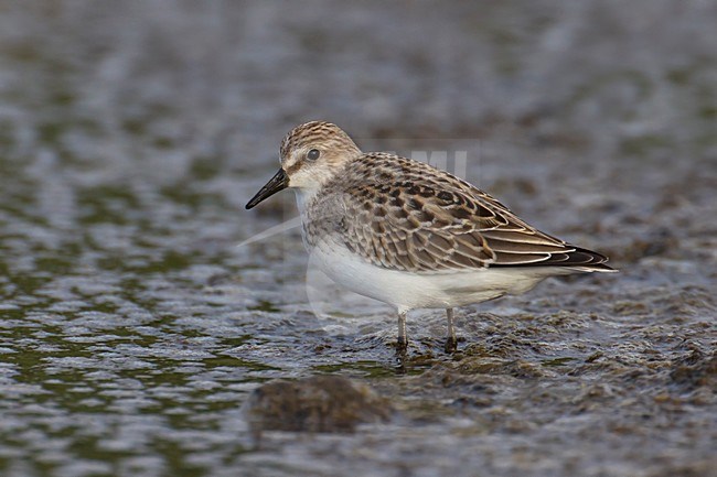 Foeragerende Grijze strandloper, Foraging Semipalmated Sandpiper stock-image by Agami/Daniele Occhiato,