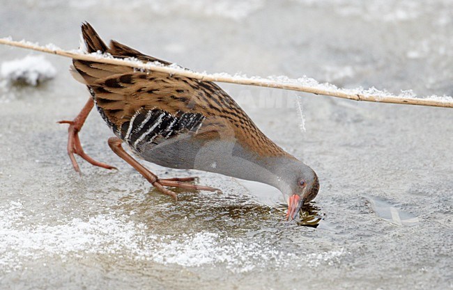 Waterral foeragerend in bevroren sloot; Water Rail foraging on frozen ditch stock-image by Agami/Markus Varesvuo,