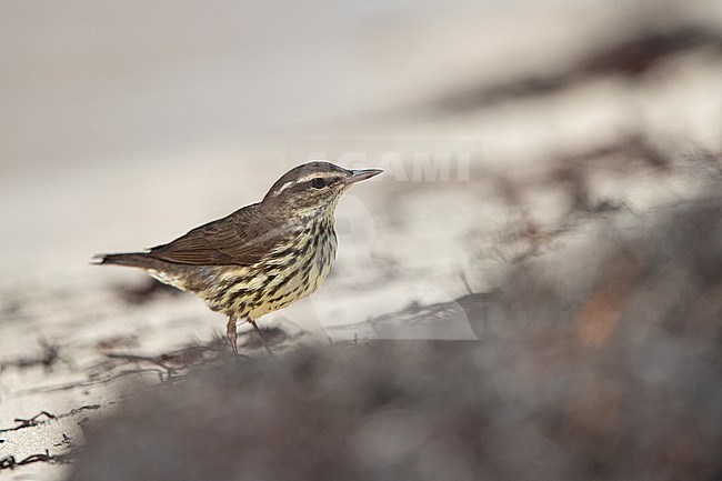 Northern Waterthrush (Parkesia noveboracensis) walking on the beach at Dry Tortugas, USA stock-image by Agami/Helge Sorensen,