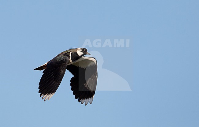 Kievit in vlucht, Northern Lapwing in flight stock-image by Agami/Markus Varesvuo,