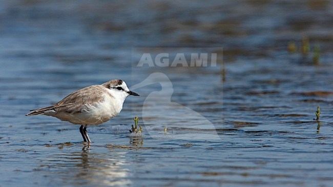 Vale Strandplevier, White-fronted Plover stock-image by Agami/Wil Leurs,