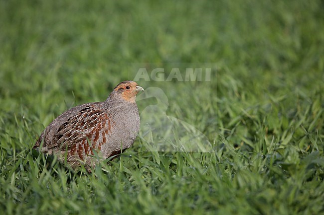 Patrijs in grasland, Grey Partridge at grassland stock-image by Agami/Chris van Rijswijk,