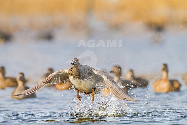 Krakeend; Gadwall; Anas strepera wintering ducks on lake during frost period stock-image by Agami/Menno van Duijn,
