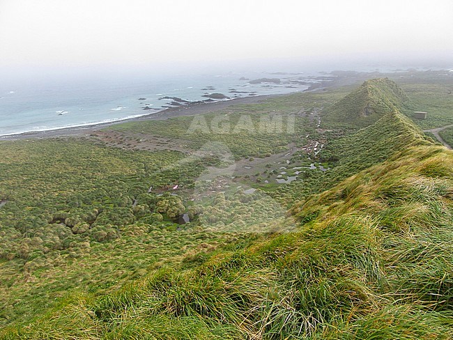 Macquarie island, an island in the subantarctic region of Australia in the southern pacific ocean. stock-image by Agami/Marc Guyt,