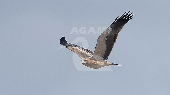 Pale morph Booted Eagle (Hieraaetus pennatus) in flight, frontal view. Spain stock-image by Agami/Markku Rantala,