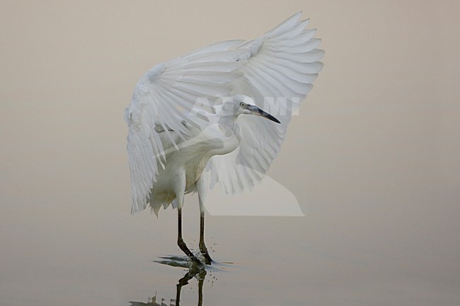 Kleine Zilverreiger in de vlucht; Little Egret in flight stock-image by Agami/Daniele Occhiato,