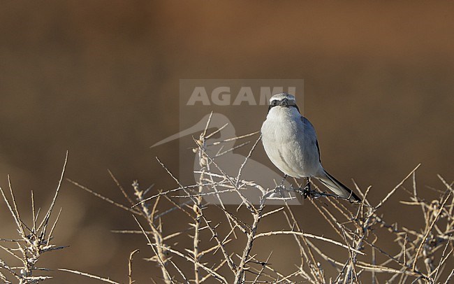 Great Grey Shrike (Lanius excubitor koenigi) perched adult at Fuerteventura, Canary Islands, Spain stock-image by Agami/Helge Sorensen,