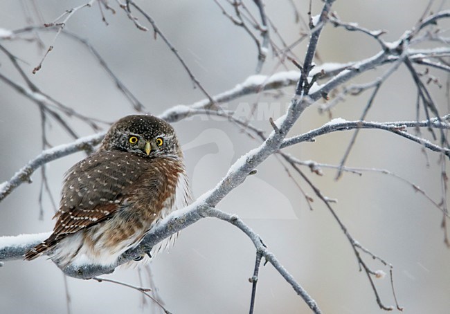 Dwerguil op besneeuwde tak; Eurasian Pygmy Owl on snowy branch stock-image by Agami/Markus Varesvuo,