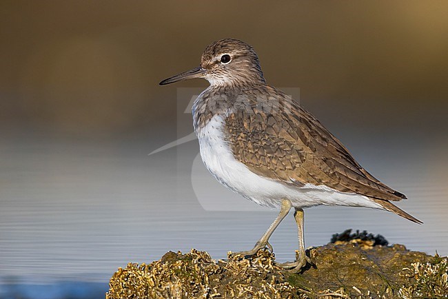 Common Sandpiper (Actitis hypoleucos), side view of an adult standing on a rock, Campania, Italy stock-image by Agami/Saverio Gatto,