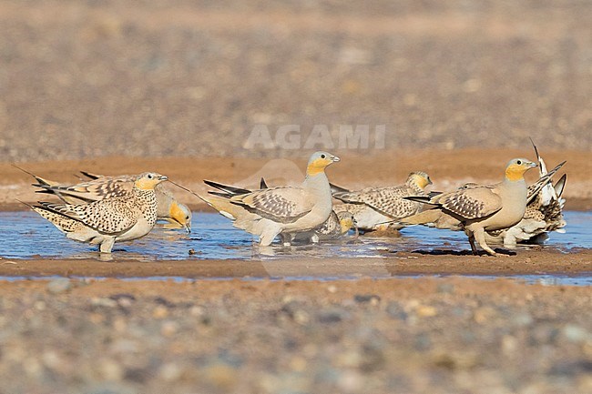 Spotted Sandgrouse (Pterocles senegallus), flock at drinking pool stock-image by Agami/Saverio Gatto,