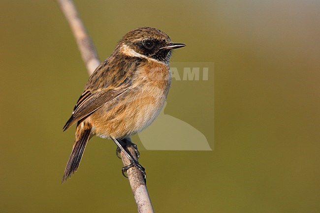 Volwassen mannetje Roodborsttapuit; Adult male European Stonechat stock-image by Agami/Daniele Occhiato,