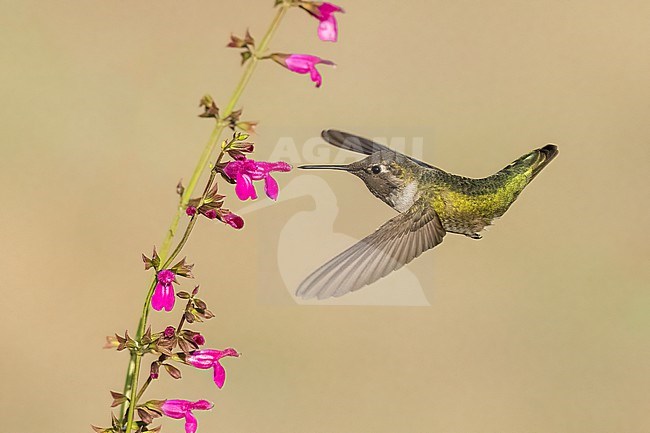 Immature male
Santa Barbara Co., CA
November 2021 stock-image by Agami/Brian E Small,