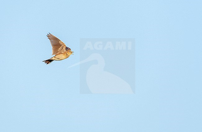 Eurasian Skylark (Alauda arvensis) in the Netherlands. Singing in flight. stock-image by Agami/Marc Guyt,