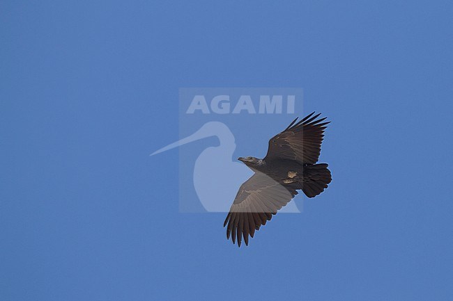 Fan-tailed Raven - Borstenrabe - Corvus rhipidurus, Oman stock-image by Agami/Ralph Martin,