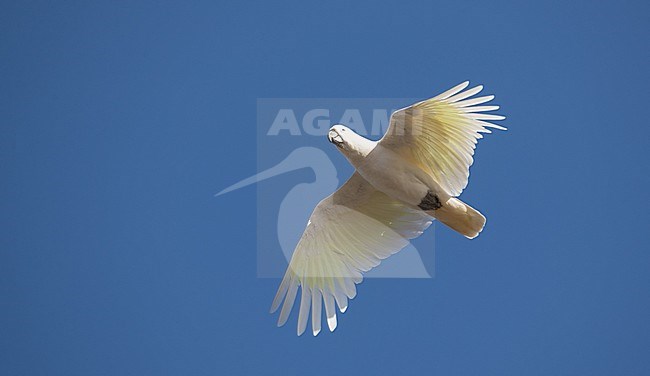 Sulphur-crested Cockatoo (Cacatua galerita) in Royal National Park, Australia. stock-image by Agami/Ian Davies,