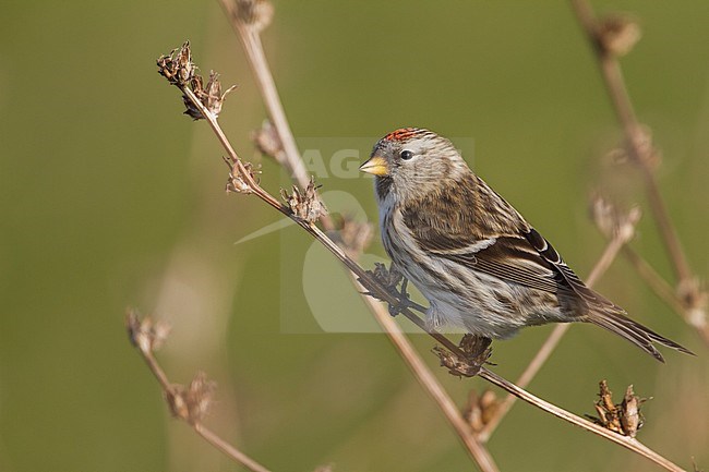 Common Redpoll - Taiga-BIrkenzeisig - Carduelis flammea flammea, Germany stock-image by Agami/Ralph Martin,