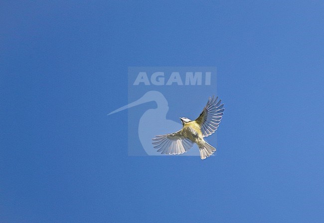 Eurasian Blue Tit (Cyanistes caeruleus) migrating over inland site in the Netherlands. Seen from below. stock-image by Agami/Ran Schols,